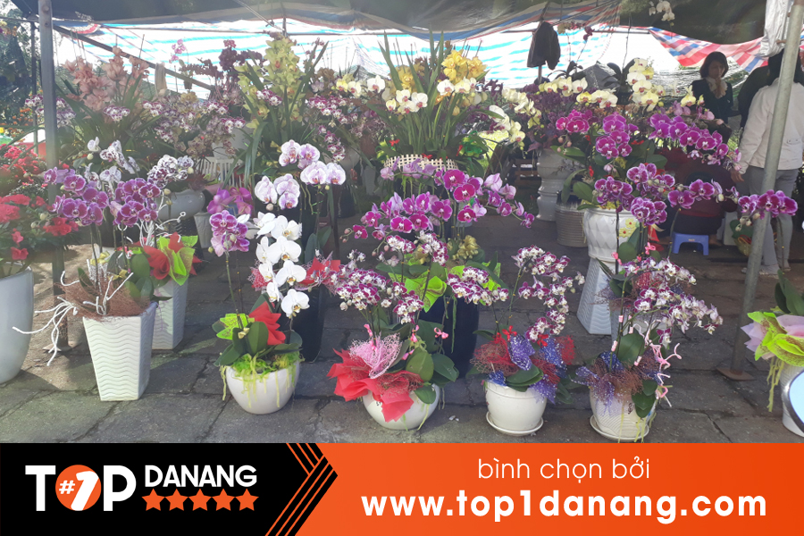 Chợ hoa lan Đà Nẵng