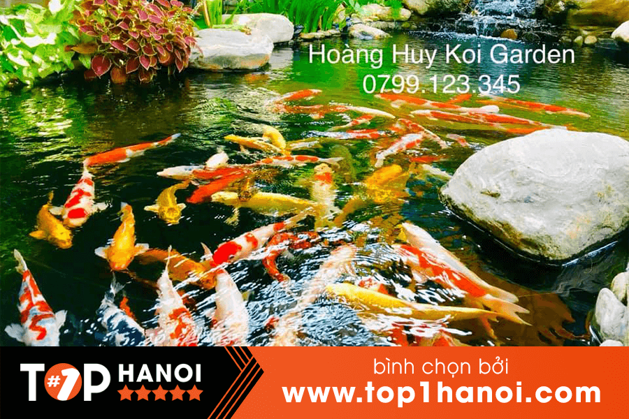 Cá koi giá rẻ - Hpàng Huy Koi garden