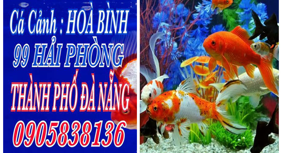 Top 1 Cửa Hàng Bán Cá Cảnh Đẹp Giá Rẻ Tại Đà Nẵng